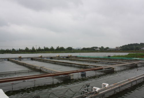 安徽铜陵张林渔业公司池塘循环水养殖情况汇报